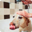 Find your pet's routine