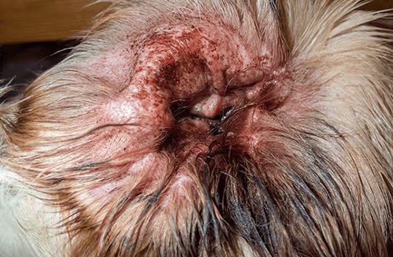 Itchy ears in dog