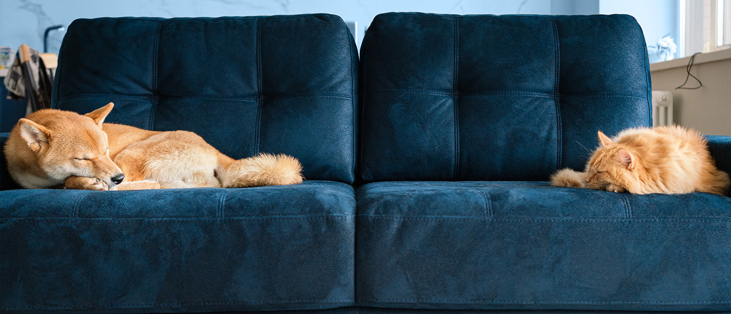 A closer look at Cat Ear Safety And Maintenance For Seniors