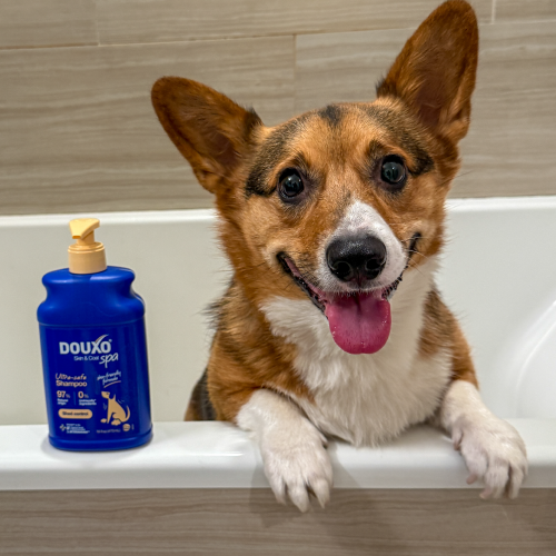 A Dog in a bathtub next to a bottle of DOUXO SPA Shampoo.
