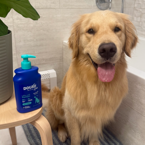 Dog sitting next to a bathtub and next to a bottle of DOUXO SPA shampoo.