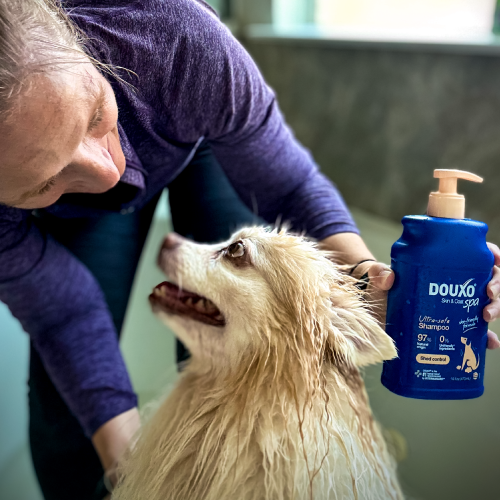 A person is applying DOUXO Spa shampoo to a dog in a bathtub.