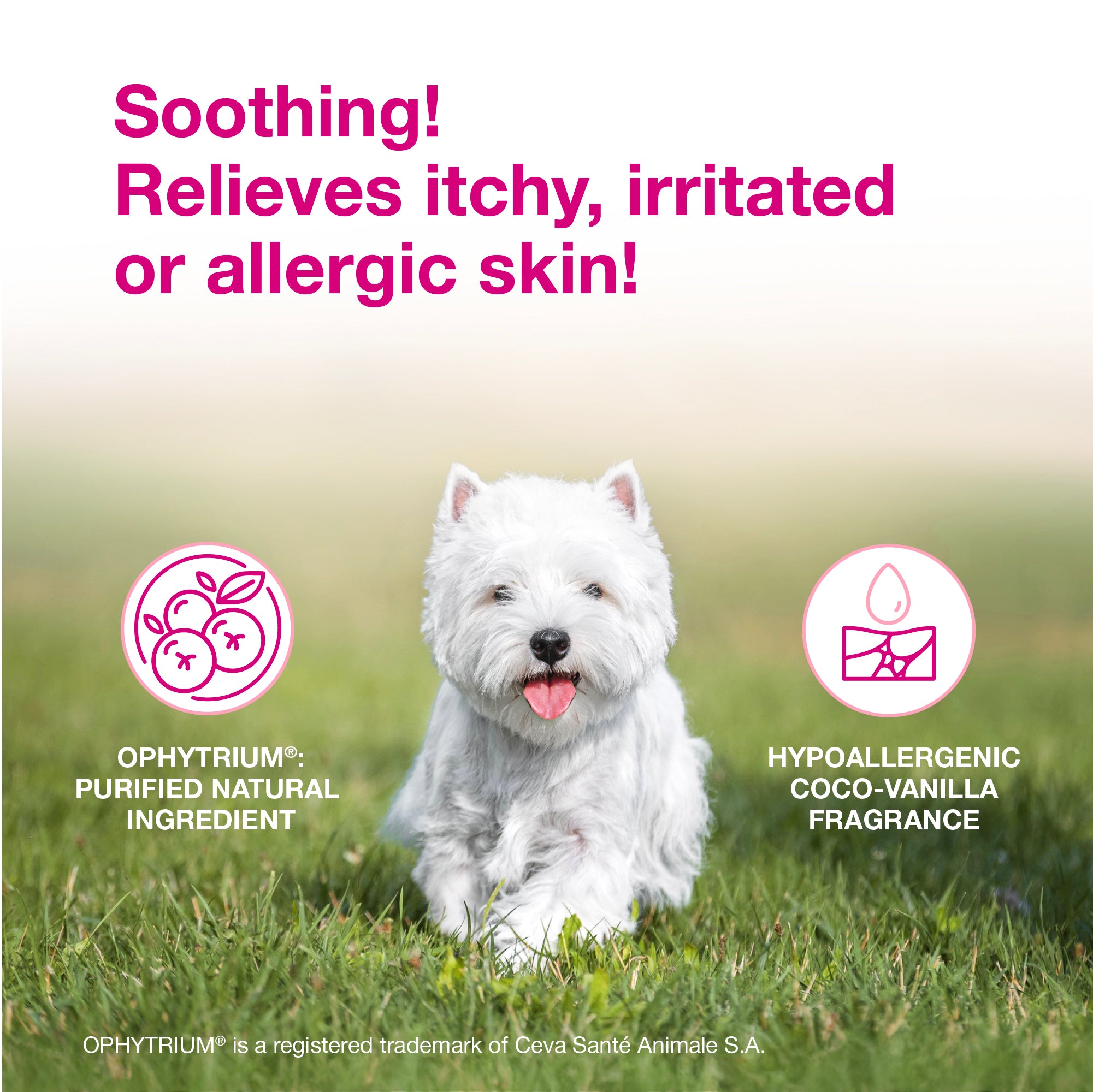 DOUXO® S3 CALM Shampoo & DOUXO® S3 CALM Mousse Bundle