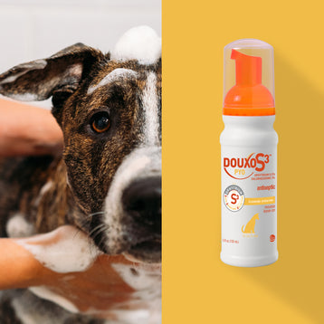 DOUXO® S3 PYO Mousse