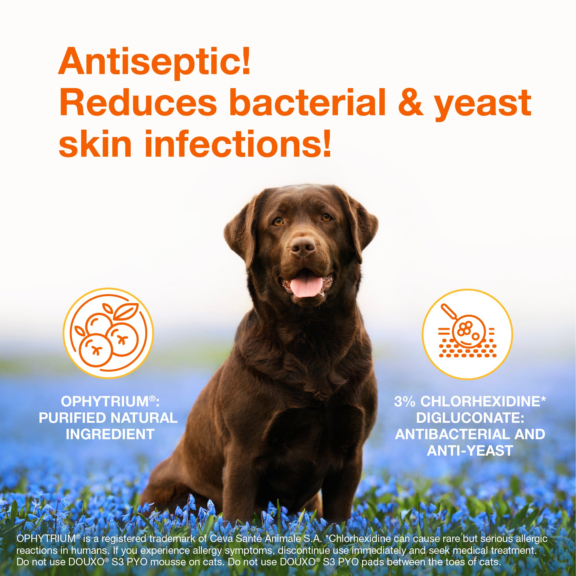 DOUXO® S3 PYO Mousse