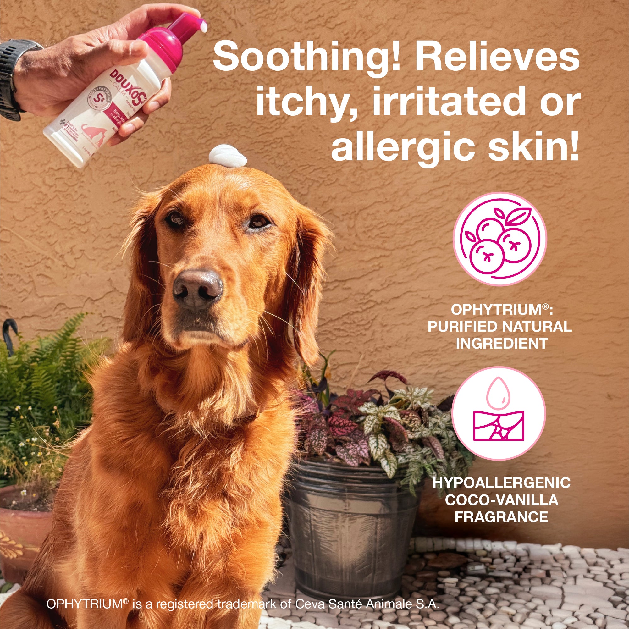 DOUXO® S3 CALM Mousse