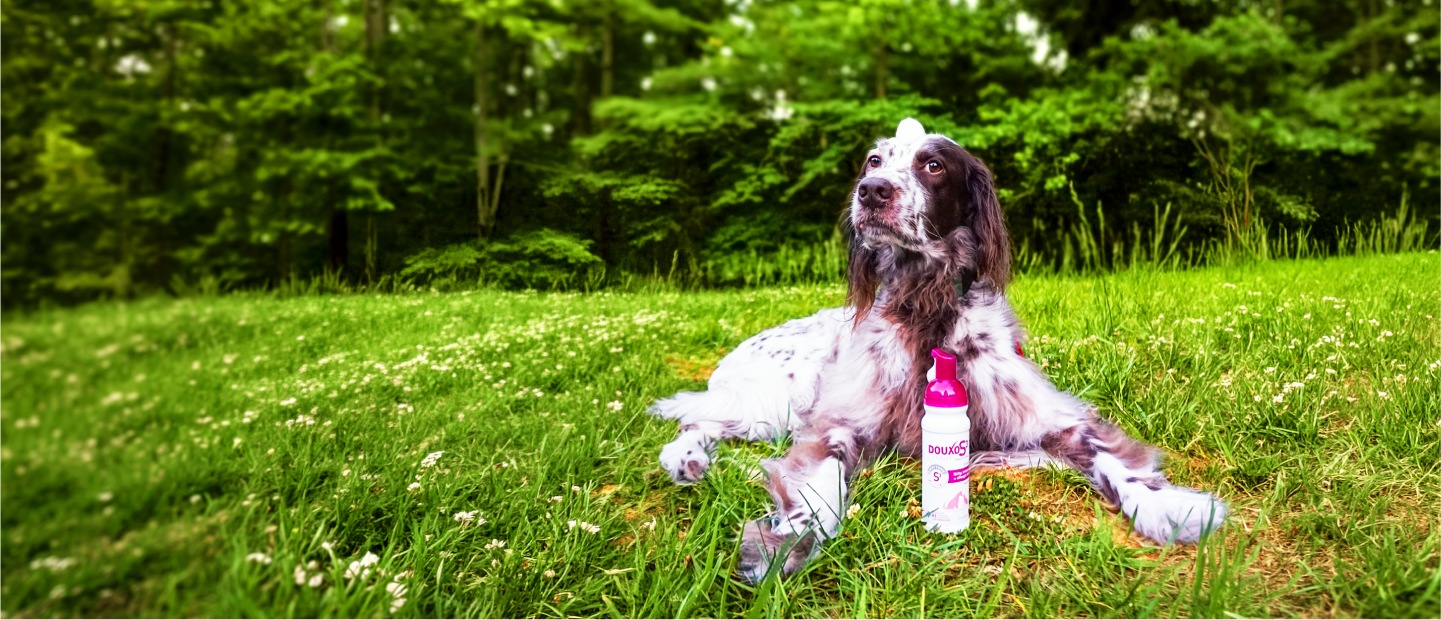 A dog laying in a green field with a bottle of DOUXO Mousse in front of them.