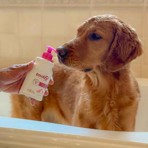 A dog in a bathtub is smelling the top of a bottle of DOUXO S3 Shampoo.