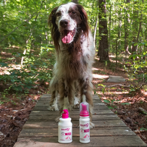 A dog sitting on a bridge in the forest with bottles of Douxo S3 Shampoo and Mousse in front of them.