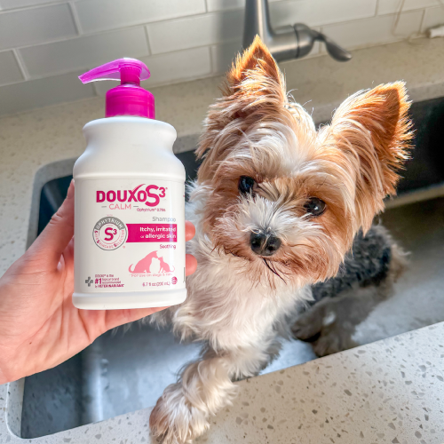 A small dog in a sink next to someone's hand showing a bottle of DOUXO S3 Shampoo.